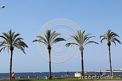 Four Palm Trees Editorial Stock Photo