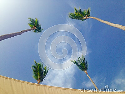 Four palm trees in the sky Stock Photo