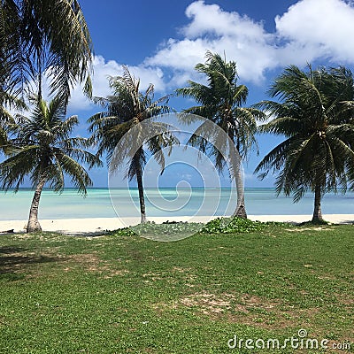 Four palm trees on snow-white tropical Macro beach Stock Photo