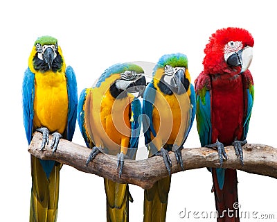 Four parrots (the red and green Macaw and the Blue and Golden Parakeet) stand on the trunk in a straight line. Stock Photo