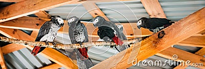 Four parrots Stock Photo