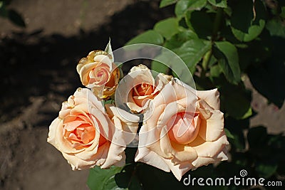 Four pastel colored flowers of rose Stock Photo