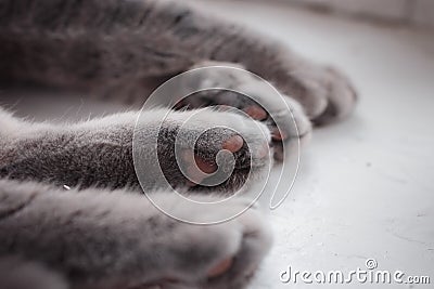 Four paws of a cat peacefully sleeping . Stock Photo