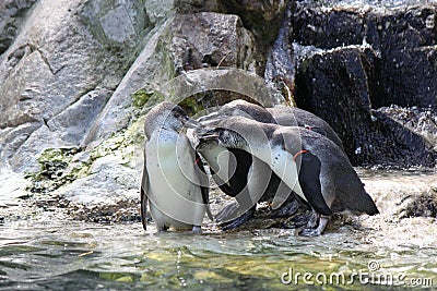 Four penguins having a meeting Stock Photo