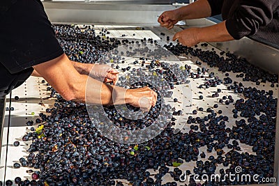 People hands sorting the grapes in steel winery machine with red grape Stock Photo