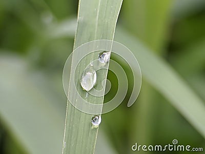 perfectly round drops of morning dew on the tip of a bamboo branch Stock Photo