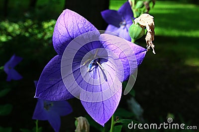 Four petal shaped blue to violet Starflower, half hidden in shadow, summer afternoon sunshine. Stock Photo