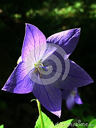 Four petal shaped blue to violet Starflower, half hidden in shadow, summer afternoon sunshine. Stock Photo