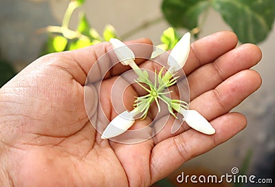  jasmine Flowers Four - A hand holds four jasmine flowers Stock Photo