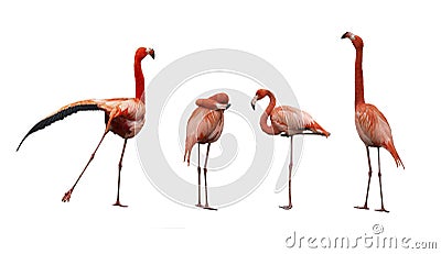 Four pink flamingo birds Stock Photo