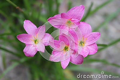 Pink Rain Lily Flower zephyranthes flower Stock Photo