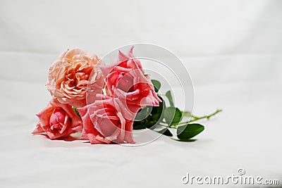 Four pink roses laid on white background Stock Photo