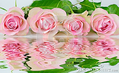 Four pink roses Stock Photo