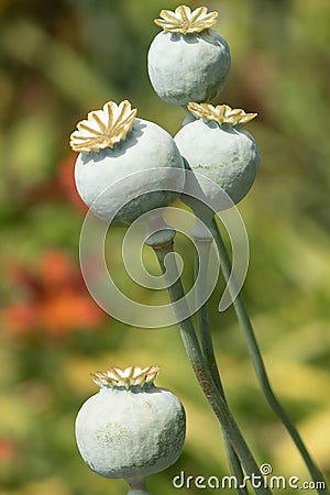 Four poppy Seed heads Stock Photo