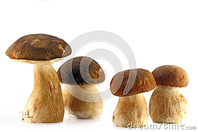 Four porcini mushroom Stock Photo