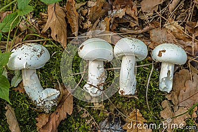 Four porcini mushrooms lie on green moss among the yellow leaves. Forest mushrooms Stock Photo