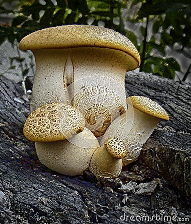 Four porcini mushrooms on an old tree. Stock Photo