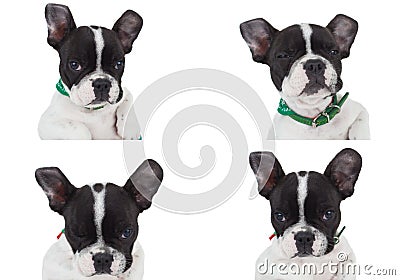 Four poses of a really cute french bulldog Stock Photo
