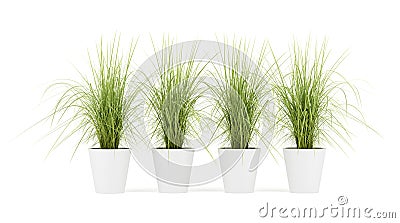 Four potted houseplants isolated on white Stock Photo