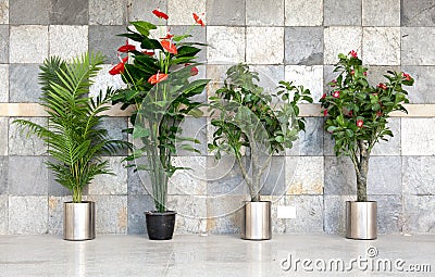 Four potted plants Stock Photo