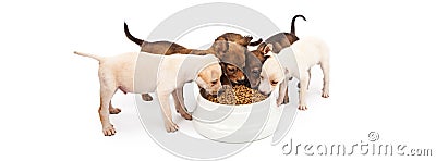 Four Puppies Eating Big Bowl of Kibble Stock Photo