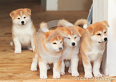 Four puppies of Japanese akita-inu breed dog Stock Photo