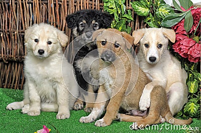 Four puppies Stock Photo