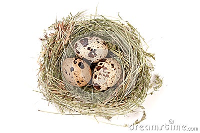 Four quail eggs in a nest isolated on white background. Top view Stock Photo