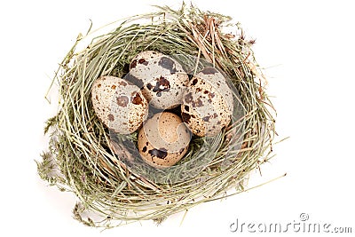 Four quail eggs in a nest on white background. Top view Stock Photo