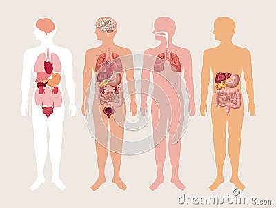 four realistic human bodies Vector Illustration