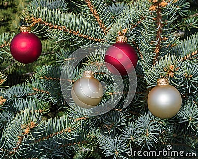 Four red and white satin Christmas ornaments hanging in a pine tree Stock Photo