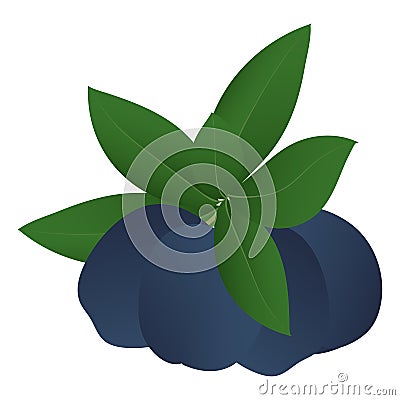 Four ripe plums and leaves. Vector Illustration