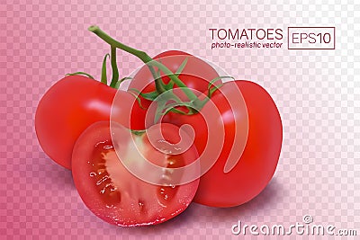 Four ripe red tomatoes on a branch Vector Illustration