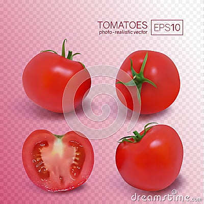 Four ripe red tomatoes. Photo-realistic vector illustration Vector Illustration