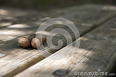 Four ripe wild walnuts on wooden table in the forest Vector Illustration