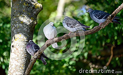 Four rock doves or common pigeons sitting in a tree Stock Photo