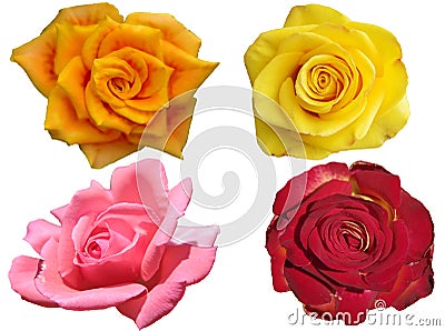four roses . Stock Photo