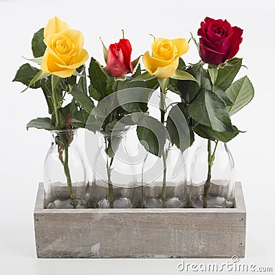 Four roses in four vases, isolated Stock Photo