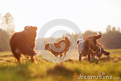 Four running Australian Shepherd dogs with evening sun Stock Photo