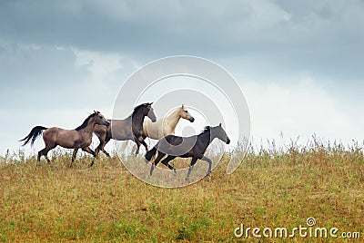 Four running horses in the steppe Stock Photo