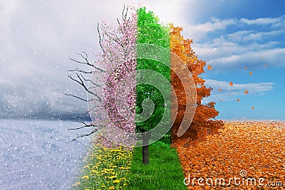 Four season change concept tree Stock Photo