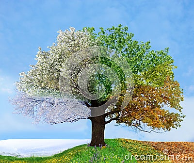 Four season tree Stock Photo
