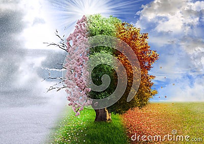 Four season tree, photo manipulation Stock Photo