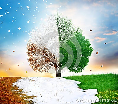 Four season tree Stock Photo