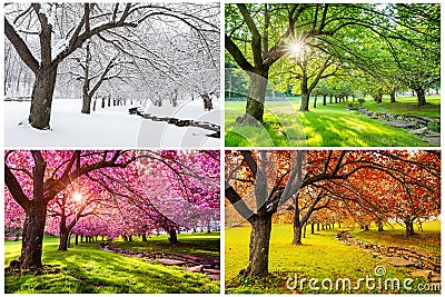 Four seasons with japanese cherry trees Stock Photo