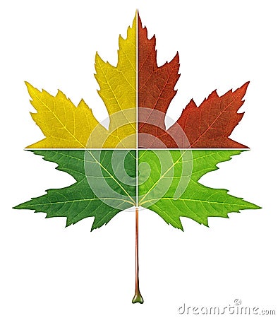 Four Seasons Leaf Stock Photo