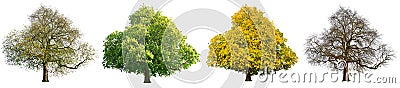 Four seasons tree set isolated Stock Photo