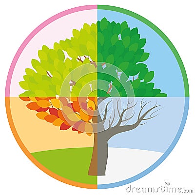 Four Seasons Tree Spring Summer Fall Winter Vector Illustration