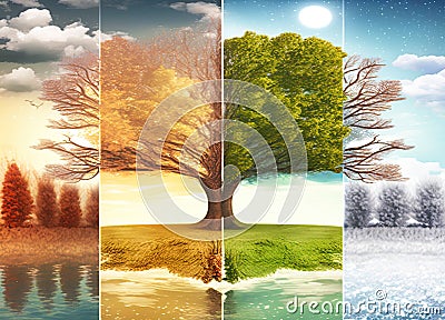 Four seasons in a tree spring winter summer and autumn Stock Photo