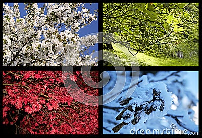 Four seasons trees Stock Photo